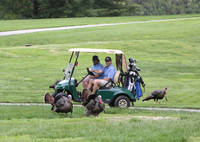 Wild Turkey's