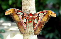 ButterflyGarden/Transportation Museum